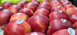 Moldova va înregistra o scădere de peste 30% a producției de mere în acest an, din cauza înghețurilor de primăvară. Care este situația în UE?
