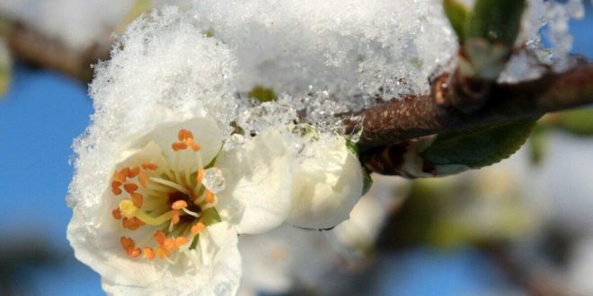 Fermierii cer despăgubiri de la stat pentru peste 13 mii de hectare afectate de înghețurile din primăvară Fermierii cer despăgubiri de la stat pentru peste 13 mii de hectare afectate de înghețurile din primăvară