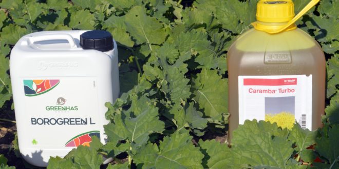 Fotografia zilei – 24 octombrie: Fermierii pregătesc rapița ca să ierneze în siguranță