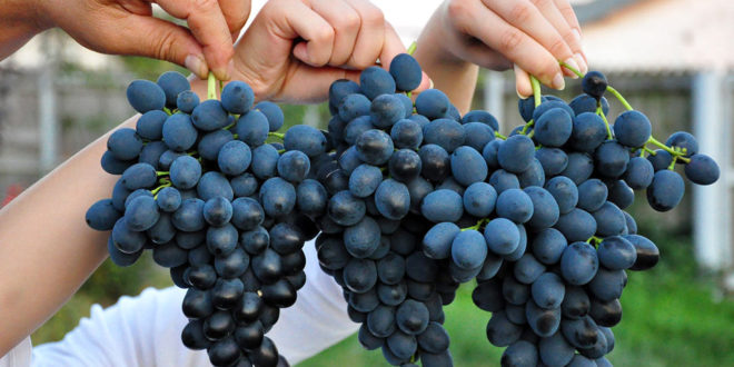 Strugurii unei familii din satul Ciuciuleni au ajuns în Mongolia