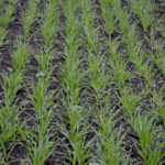 Fotografia zilei – 18 noiembrie 2025: starea orzului de toamnă „Multie”