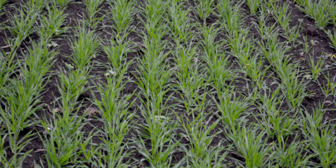 Fotografia zilei – 18 noiembrie 2025: starea orzului de toamnă „Multie”