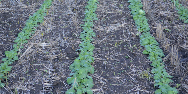 Fotografia zilei – 26 noiembrie 2025: starea rapiței de toamnă InVigor InV1266 CL