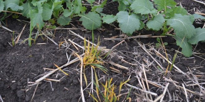 Fotografia zilei – 17 noiembrie 2025: Efectul utilizării erbicidului Stratos Ultra în combaterea samulastrei de cereale