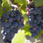 Franța va cheltui 130 de milioane de euro pentru defrișarea plantațiilor de viță de vie, pe fondul supraproducției de vin