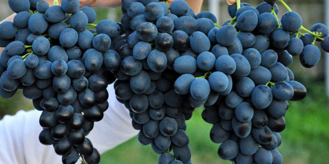 Exportul strugurilor de masă: ce cantitate s-a exportat și la ce preț?