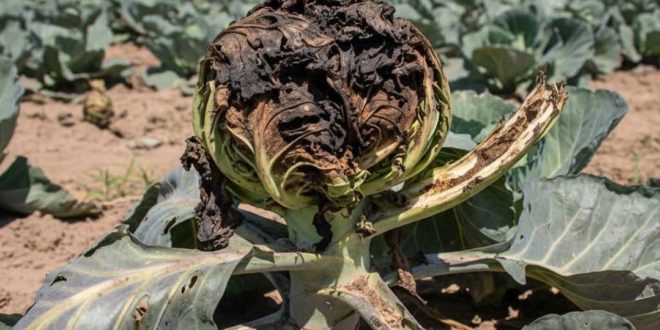 Carența de bor la varză: cauze, simptome și soluții