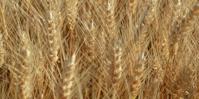 Rezultatele obținute la cultivarea grâului de toamnă „Academy” și schema de protecție folosită