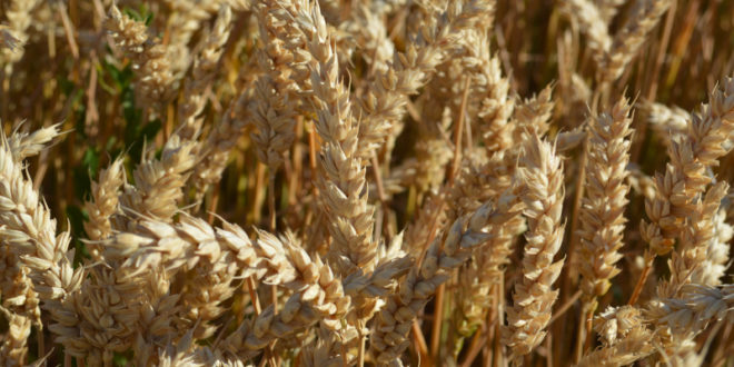 Rezultatele obținute la cultivarea grâului de toamnă „Celebrity” și schema de protecție folosită