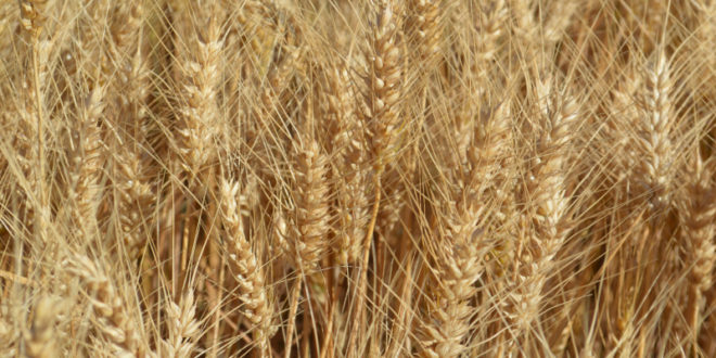 Rezultatele obținute la cultivarea grâului de toamnă „Euclide” și schema de protecție folosită