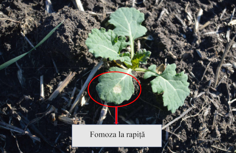 fomoza-rapita-3