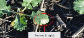 Avertizare fitosanitară – fomoza la rapiță