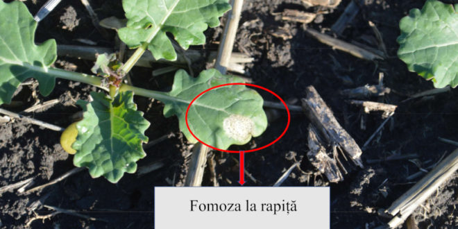 Avertizare fitosanitară – fomoza la rapiță