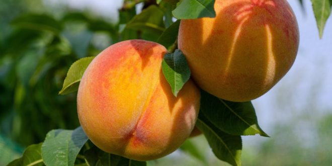 Schema de protecție a piersicului cu produsele BASF