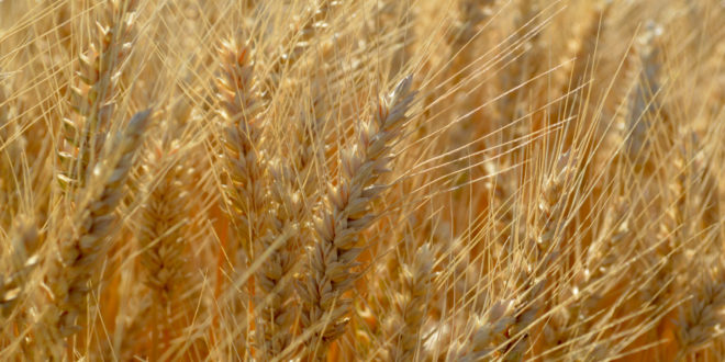 Rezultatele obținute la cultivarea grâului de toamnă „Winner” și schema de protecție folosită