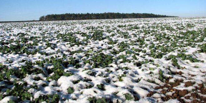 Extremele lunii ianuarie în Republica Moldova, date multianuale: între -35,5°C și 18,4°C